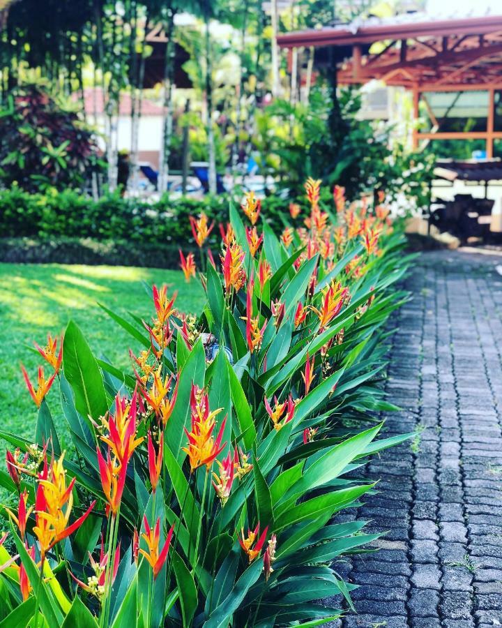 Arenal Backpackers Resort La Fortuna Eksteriør bilde Heliconia in a garden